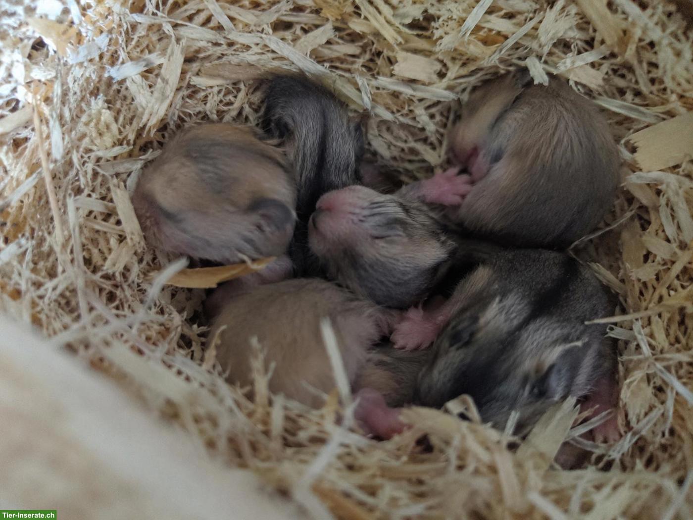 Junge dsungarische Zwerghamster Babys zu verkaufen