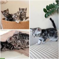 BKH Kitten mit KKÖ/FIFe Stammbaum, Familienaufzucht in Österreich