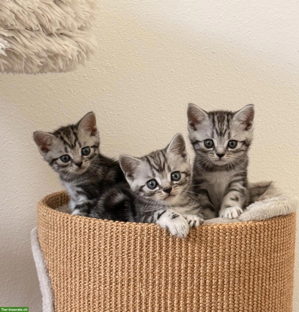 Bild 2: BKH Kitten mit KKÖ/FIFe Stammbaum, Familienaufzucht in Österreich