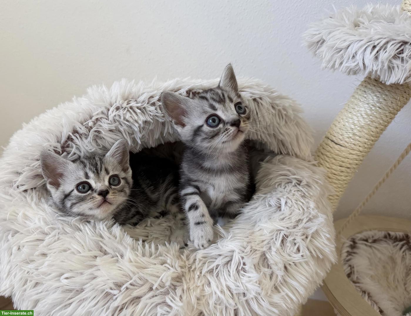 Bild 3: BKH Kitten mit KKÖ/FIFe Stammbaum, Familienaufzucht in Österreich