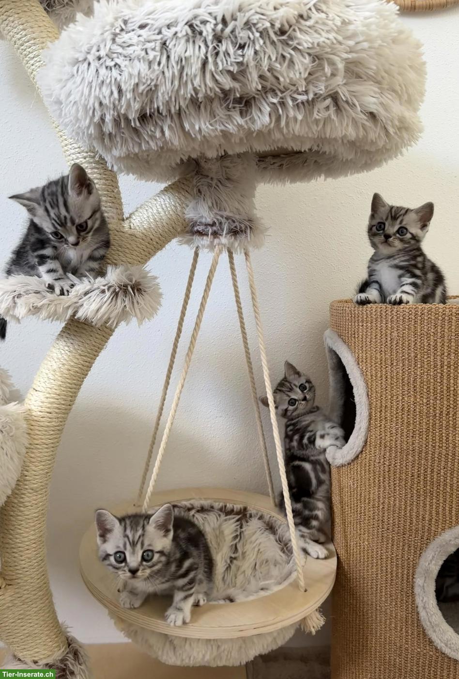 Bild 4: BKH Kitten mit KKÖ/FIFe Stammbaum, Familienaufzucht in Österreich