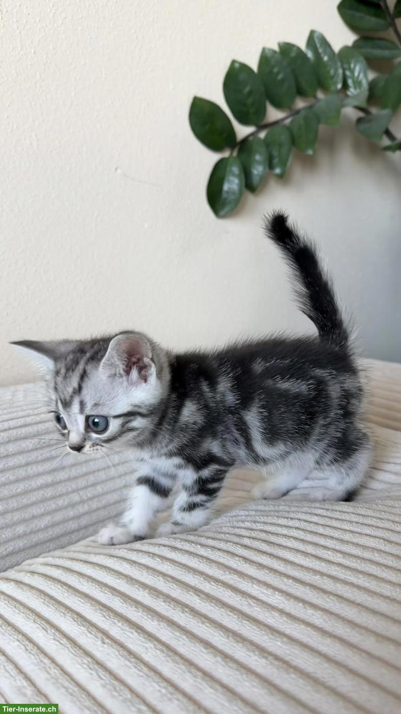 Bild 5: BKH Kitten mit KKÖ/FIFe Stammbaum, Familienaufzucht in Österreich