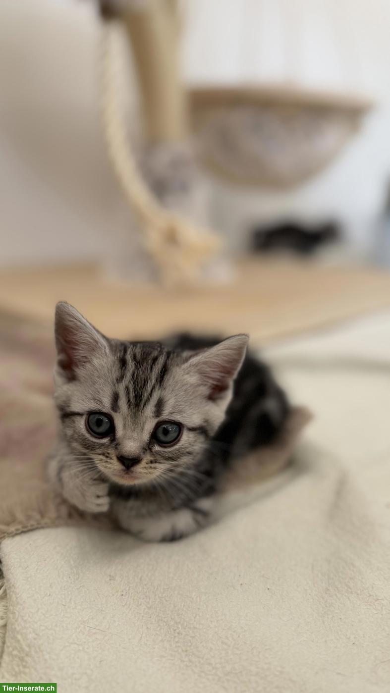 Bild 6: BKH Kitten mit KKÖ/FIFe Stammbaum, Familienaufzucht in Österreich