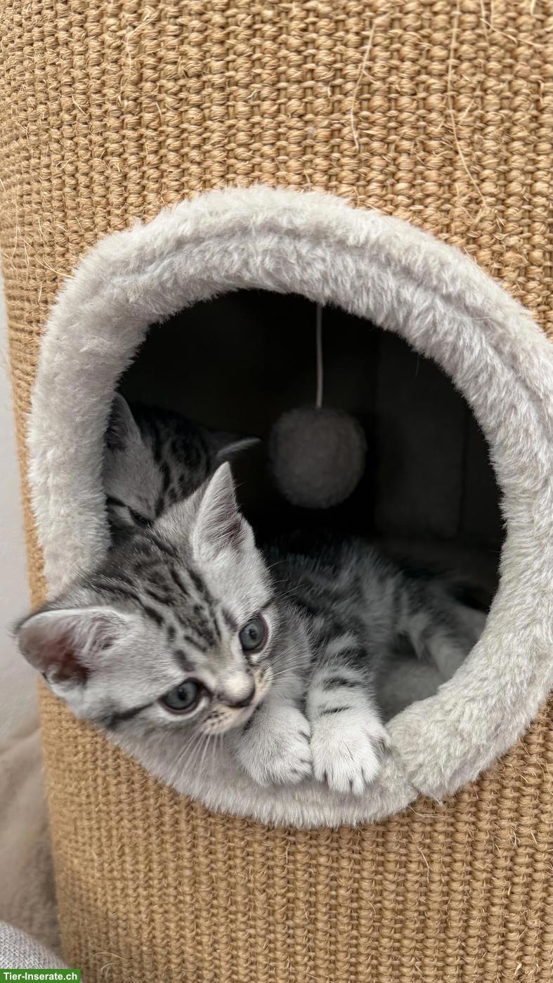 Bild 7: BKH Kitten mit KKÖ/FIFe Stammbaum, Familienaufzucht in Österreich