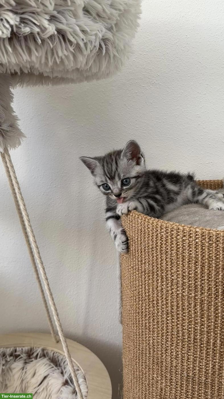 Bild 8: BKH Kitten mit KKÖ/FIFe Stammbaum, Familienaufzucht in Österreich