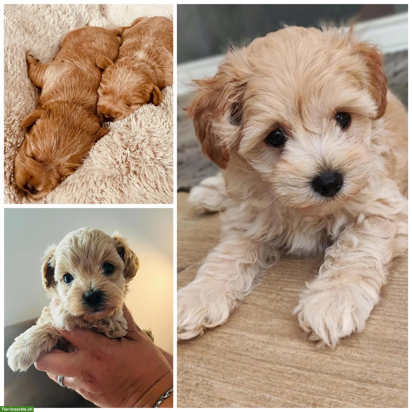 Schnoodle Welpen, Österreich - Herzensbrecher auf vier Pfoten