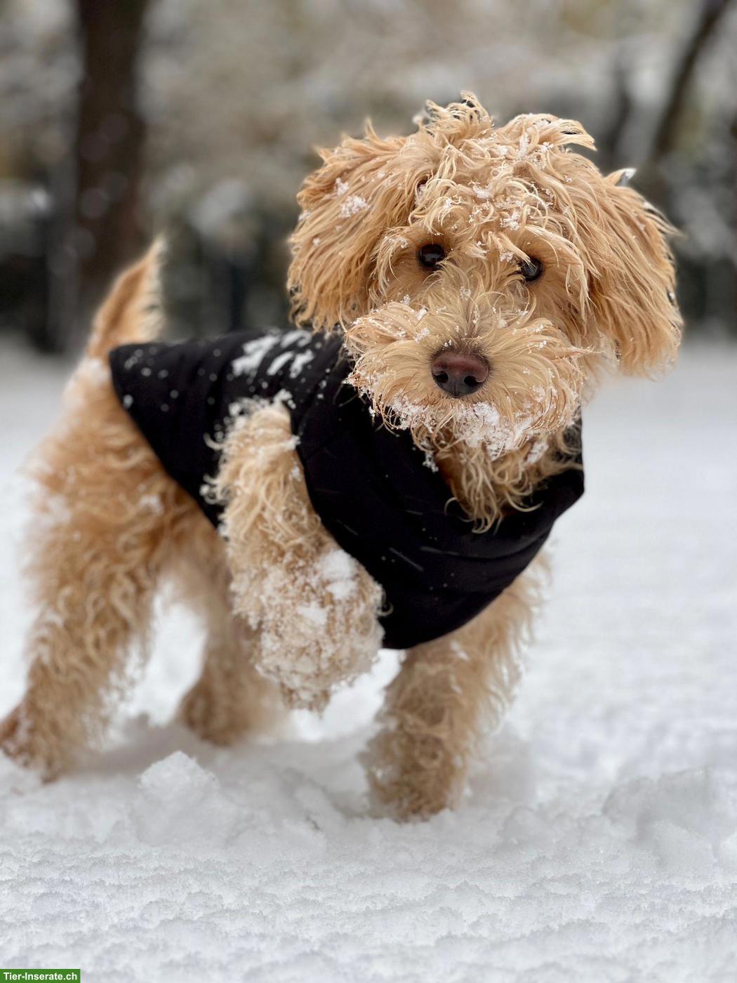 Bild 10: Schnoodle Welpen, Österreich - Herzensbrecher auf vier Pfoten