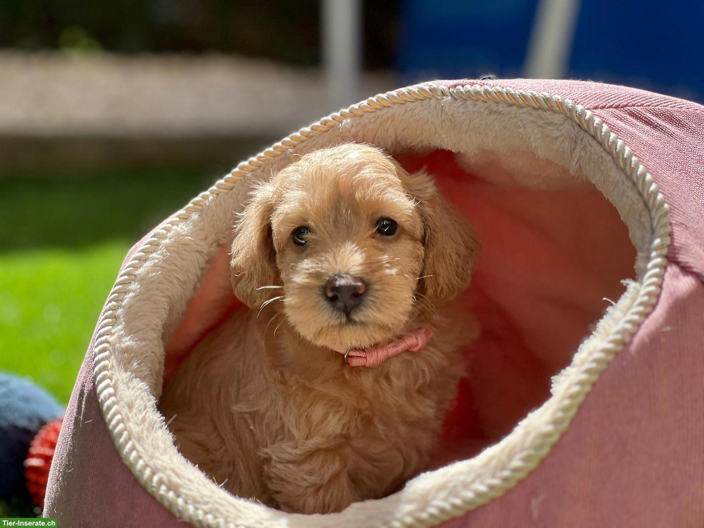 Bild 2: Schnoodle Welpen, Österreich - Herzensbrecher auf vier Pfoten