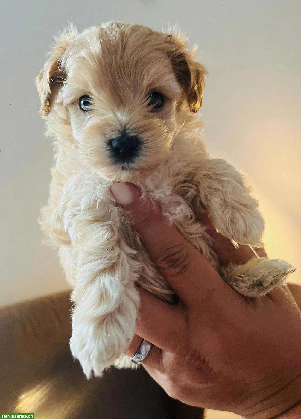Bild 3: Schnoodle Welpen, Österreich - Herzensbrecher auf vier Pfoten