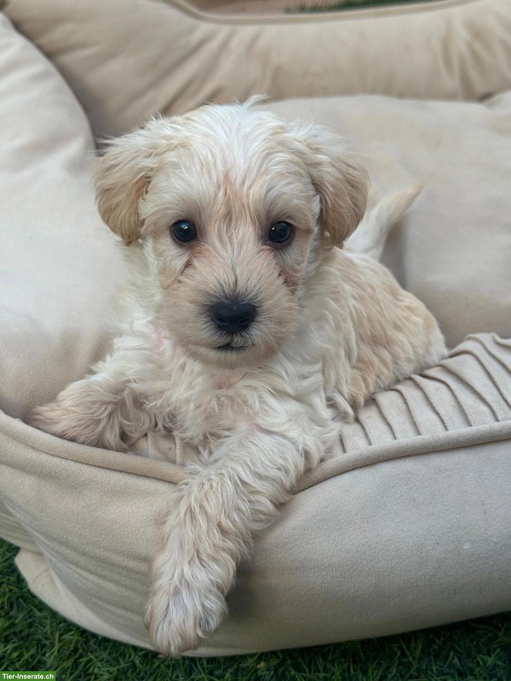 Bild 4: Schnoodle Welpen, Österreich - Herzensbrecher auf vier Pfoten