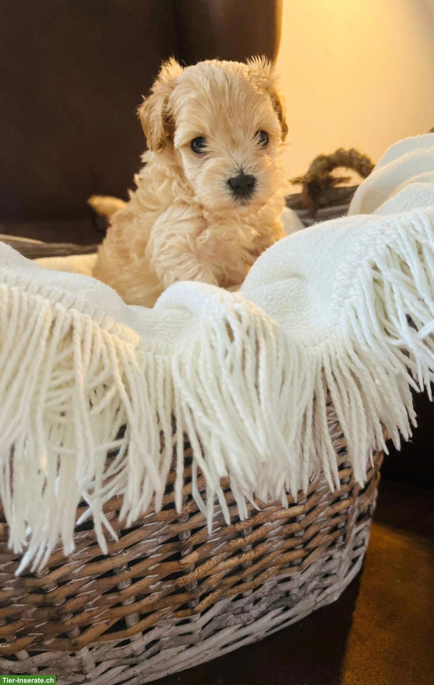 Bild 5: Schnoodle Welpen, Österreich - Herzensbrecher auf vier Pfoten