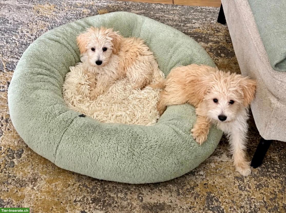 Bild 6: Schnoodle Welpen, Österreich - Herzensbrecher auf vier Pfoten