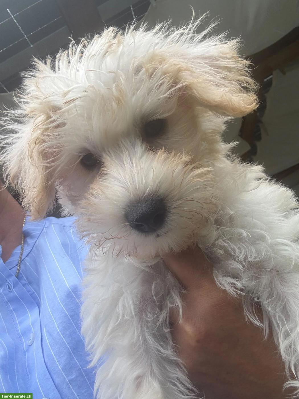 Bild 7: Schnoodle Welpen, Österreich - Herzensbrecher auf vier Pfoten