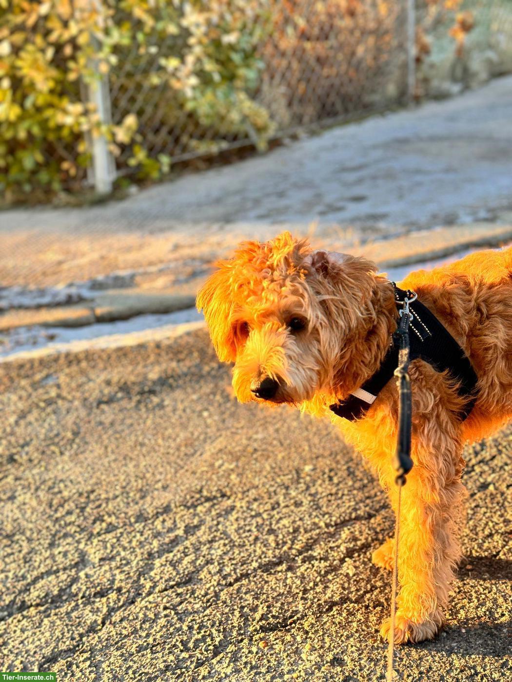 Bild 8: Schnoodle Welpen, Österreich - Herzensbrecher auf vier Pfoten
