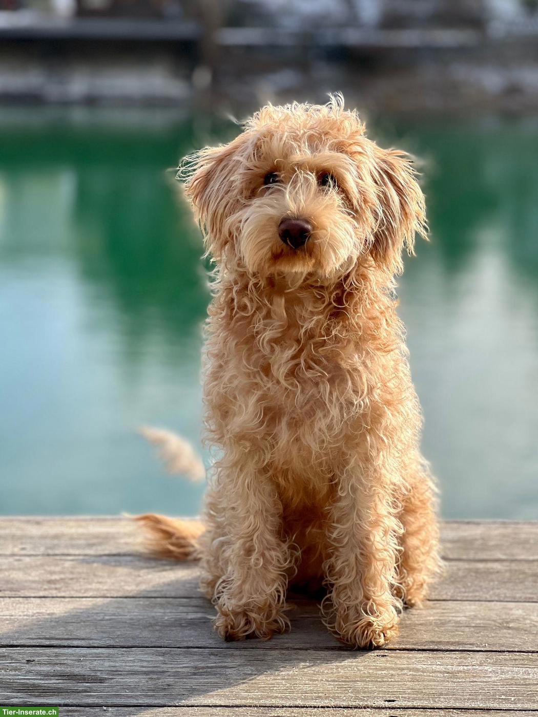 Bild 9: Schnoodle Welpen, Österreich - Herzensbrecher auf vier Pfoten