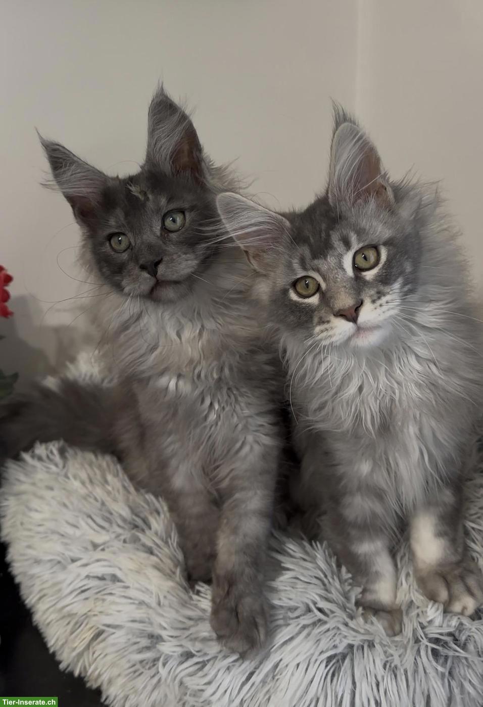 Maine Coon Blue Silver & Black Smoke, ganz besondere junge Kater
