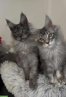 Maine Coon Blue Silver & Black Smoke, ganz besondere junge Kater