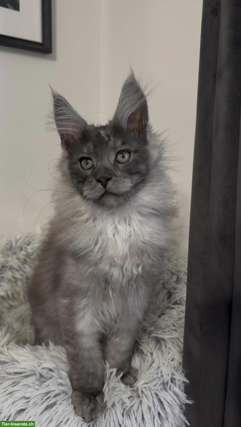 Bild 2: Maine Coon Blue Silver & Black Smoke, ganz besondere junge Kater