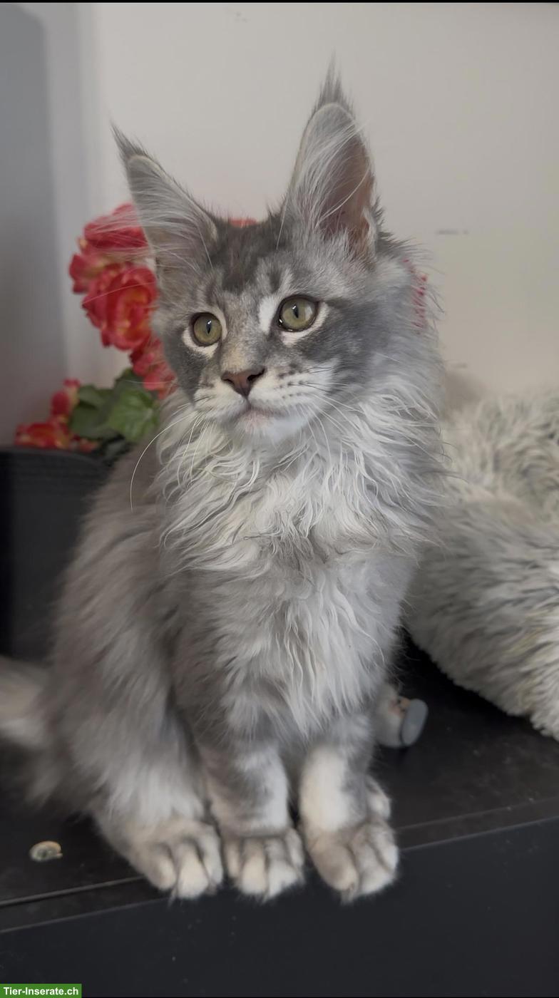 Bild 3: Maine Coon Blue Silver & Black Smoke, ganz besondere junge Kater