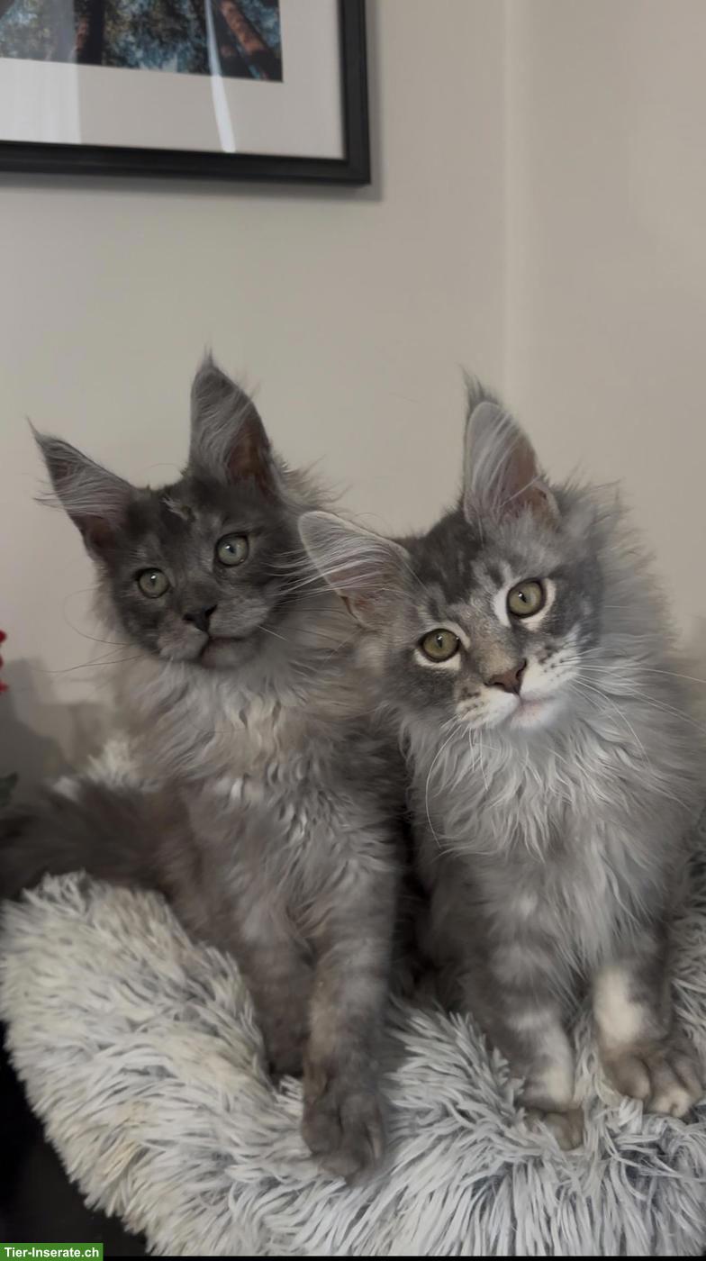 Bild 4: Maine Coon Blue Silver & Black Smoke, ganz besondere junge Kater