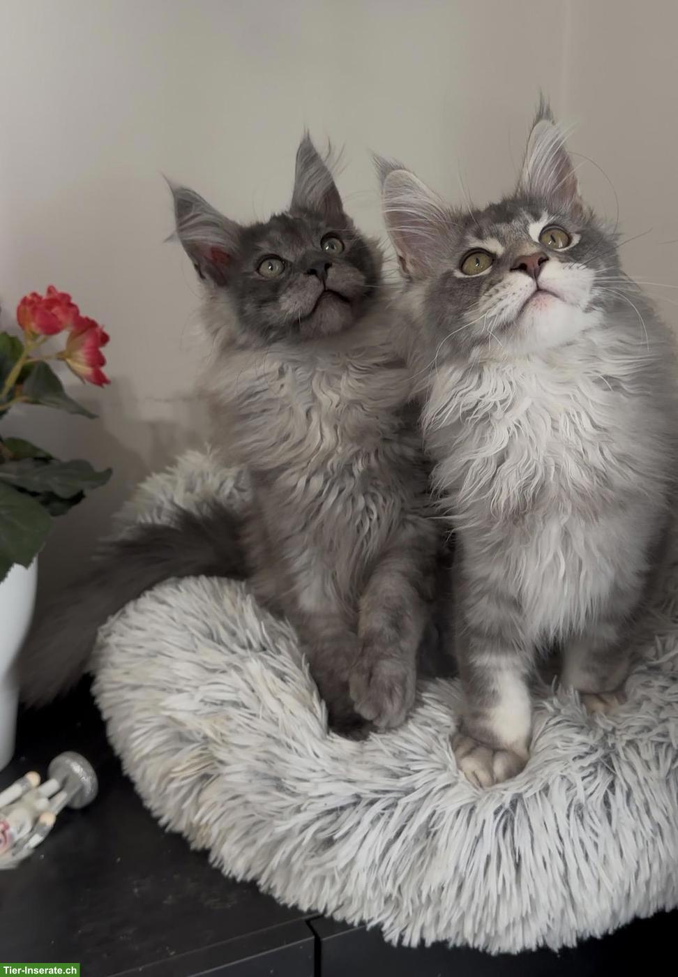Bild 5: Maine Coon Blue Silver & Black Smoke, ganz besondere junge Kater