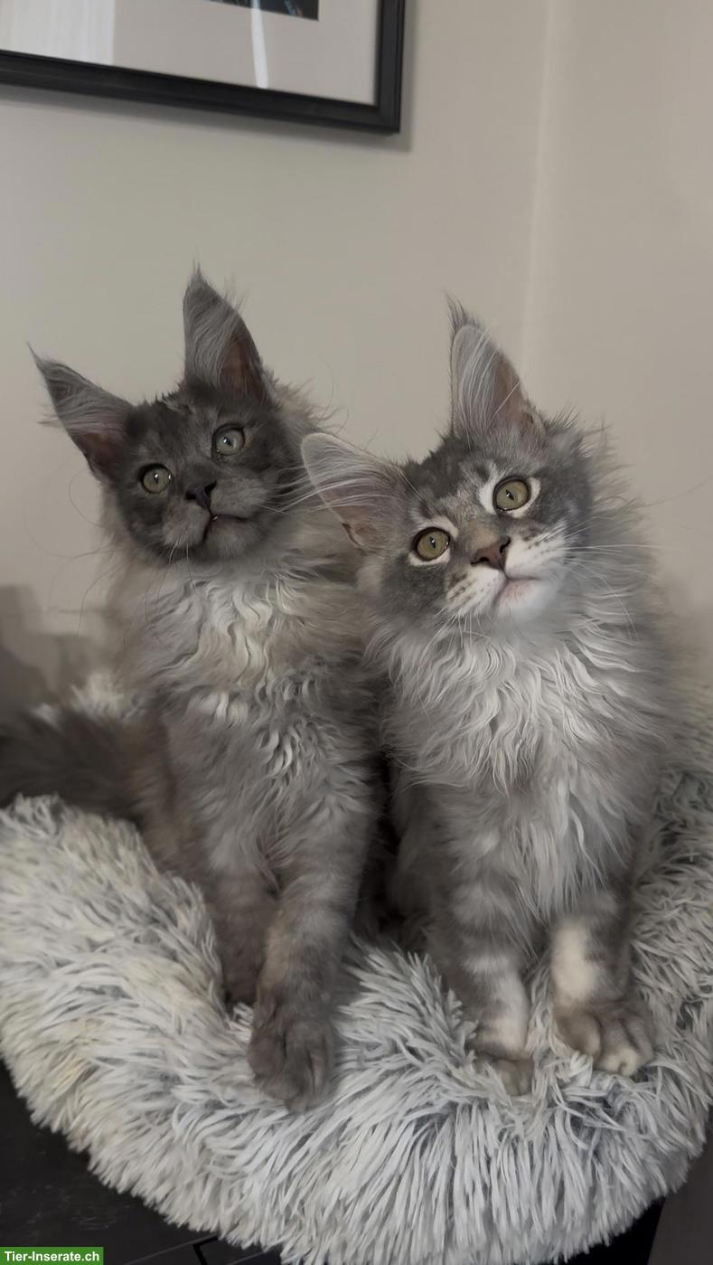 Bild 6: Maine Coon Blue Silver & Black Smoke, ganz besondere junge Kater