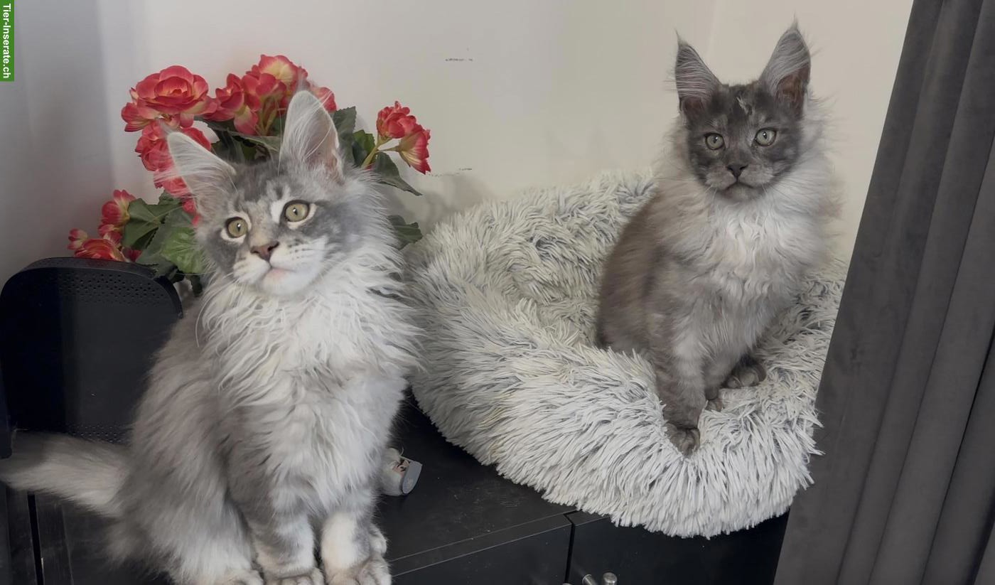 Bild 7: Maine Coon Blue Silver & Black Smoke, ganz besondere junge Kater