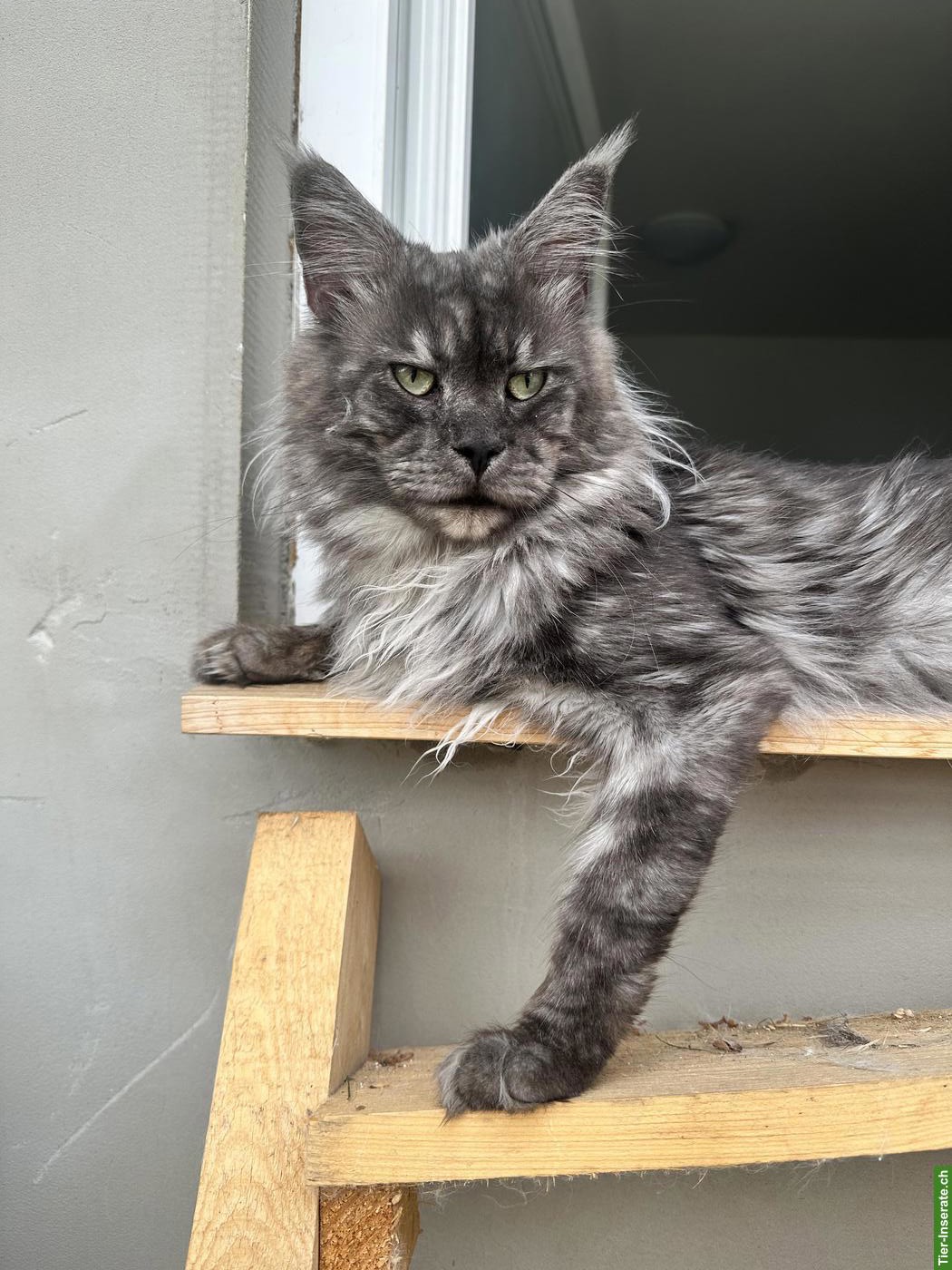 Bild 8: Maine Coon Blue Silver & Black Smoke, ganz besondere junge Kater