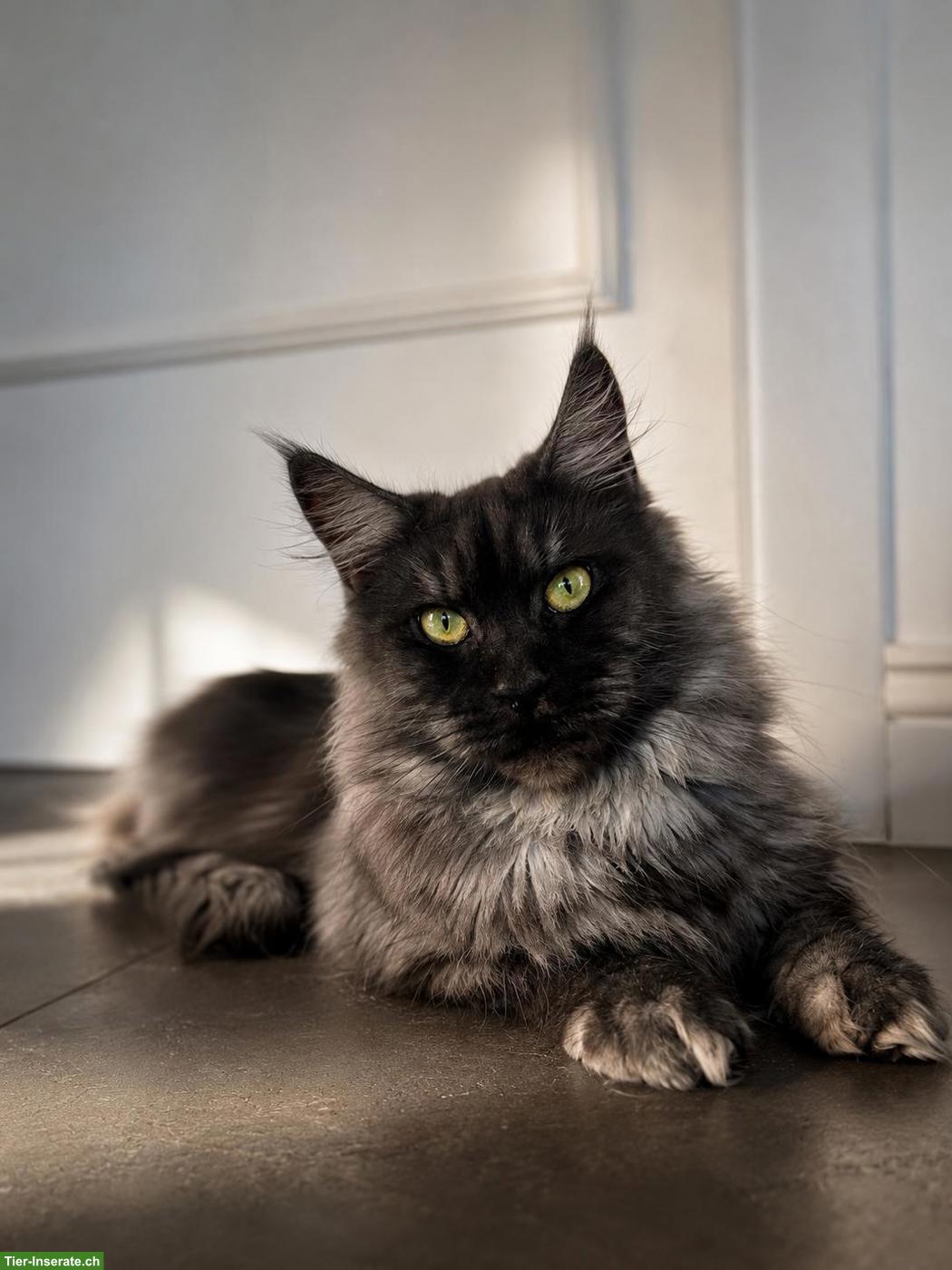 Bild 9: Maine Coon Blue Silver & Black Smoke, ganz besondere junge Kater