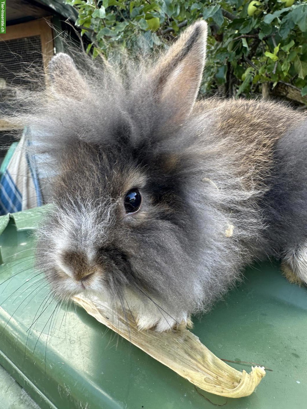 Löwenkopf Zwergkaninchen Böckli
