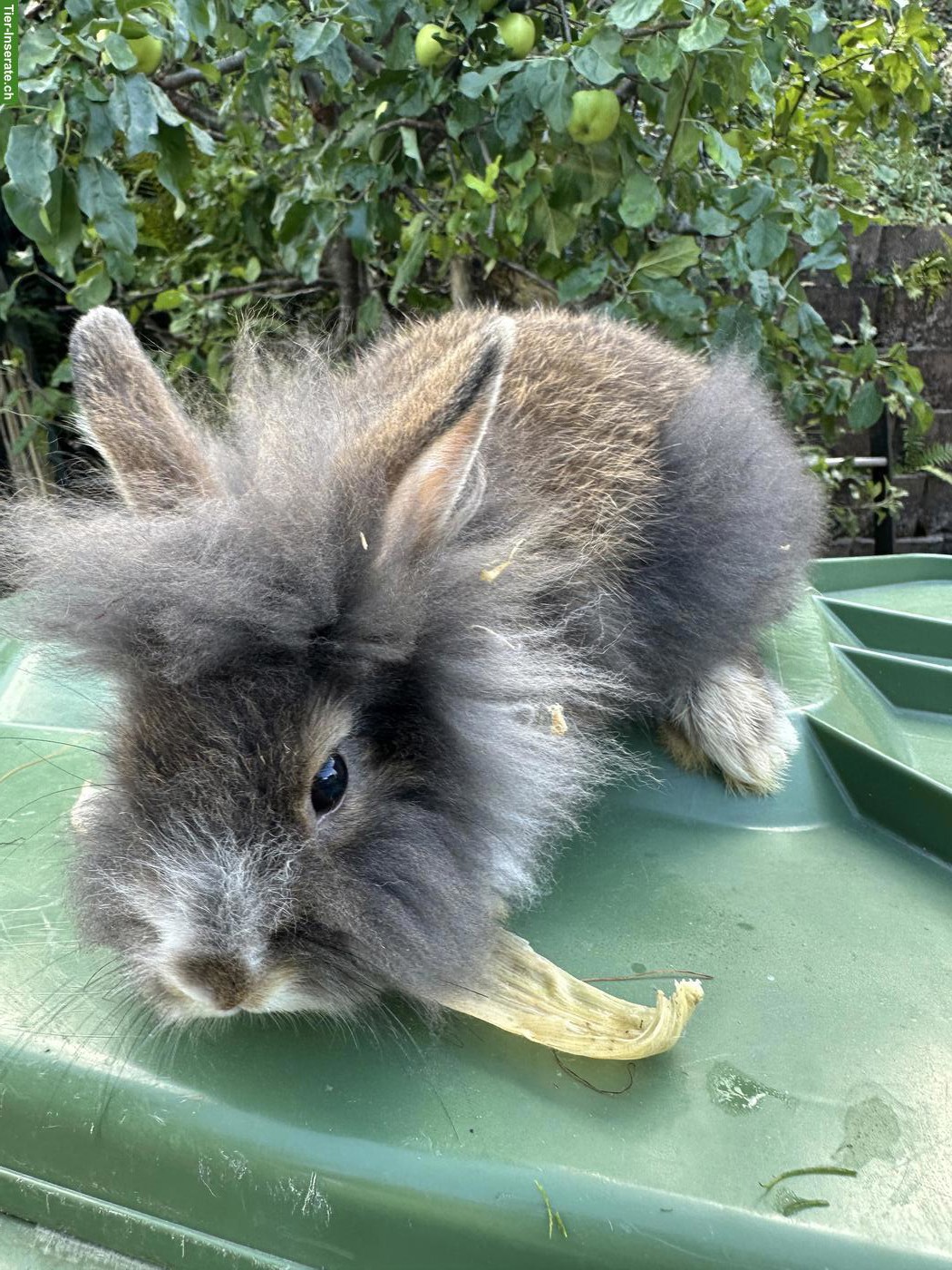 Bild 2: Löwenkopf Zwergkaninchen Böckli
