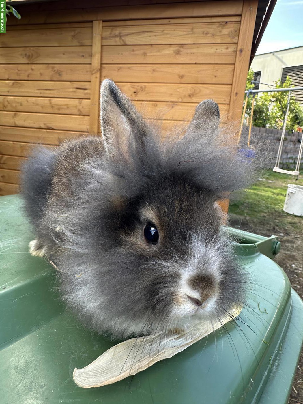 Bild 3: Löwenkopf Zwergkaninchen Böckli