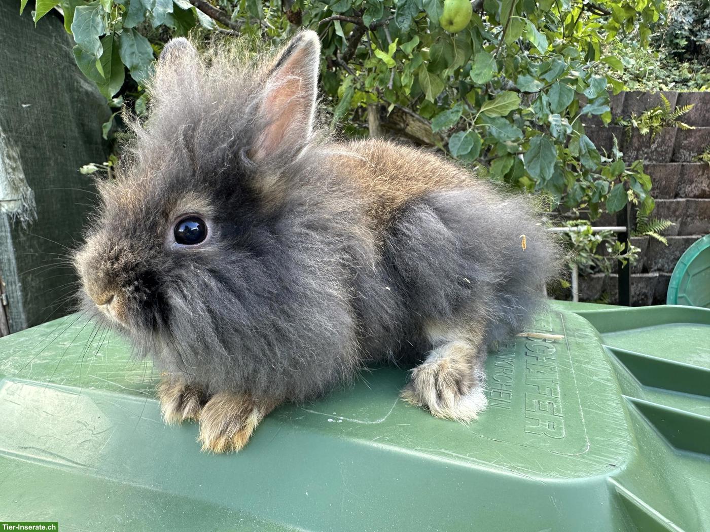 Bild 4: Löwenkopf Zwergkaninchen Böckli