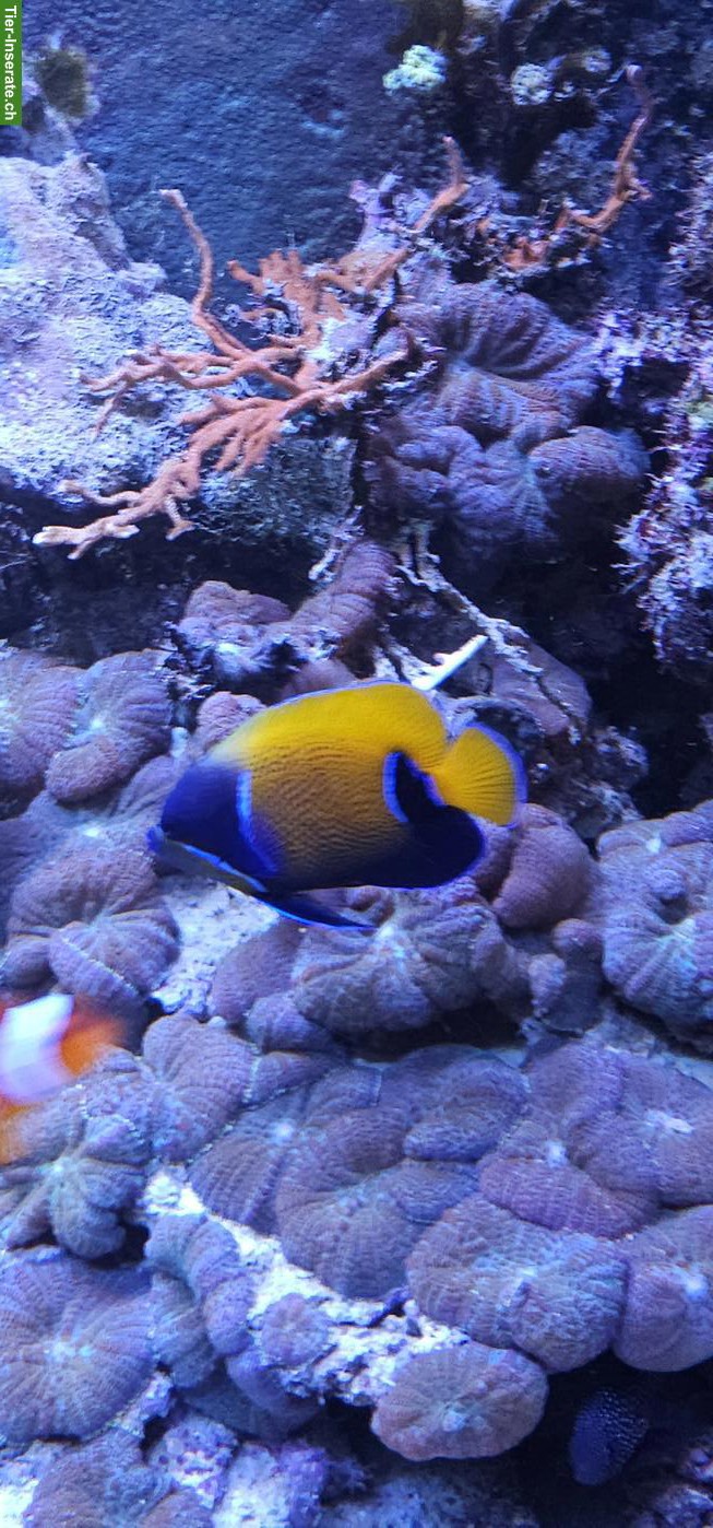 Fische, Korallen & Lebendgestein - Meeresaquarium-Auflösung