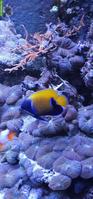Fische, Korallen & Lebendgestein - Meeresaquarium-Auflösung