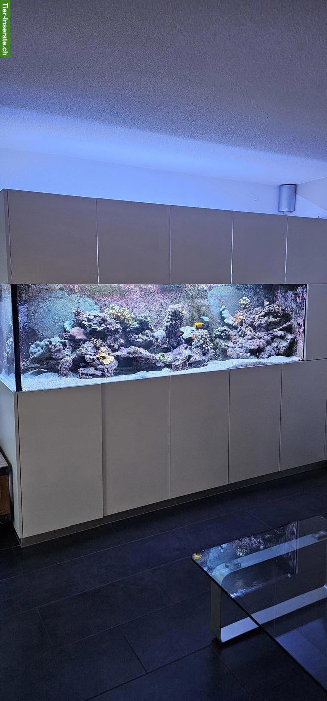 Bild 10: Fische, Korallen & Lebendgestein - Meeresaquarium-Auflösung