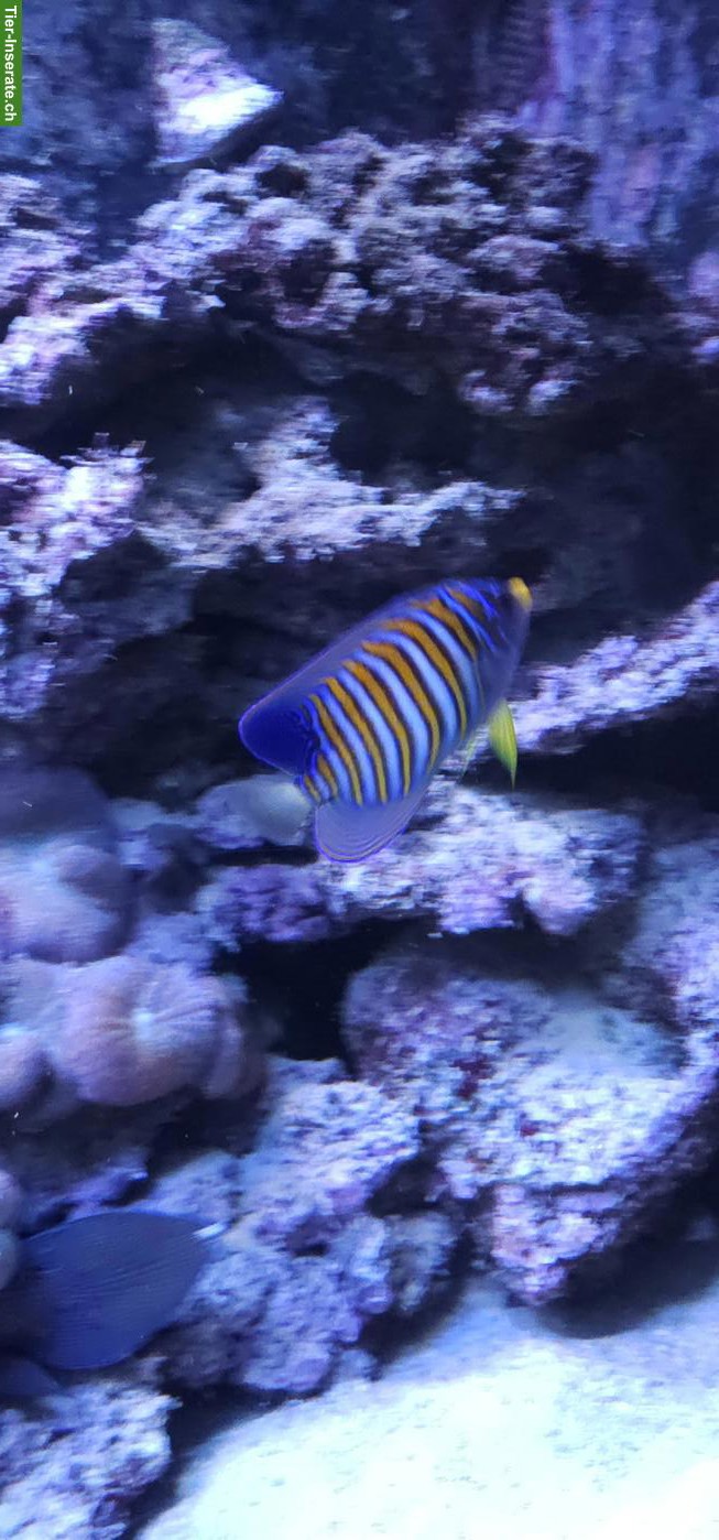 Bild 2: Fische, Korallen & Lebendgestein - Meeresaquarium-Auflösung