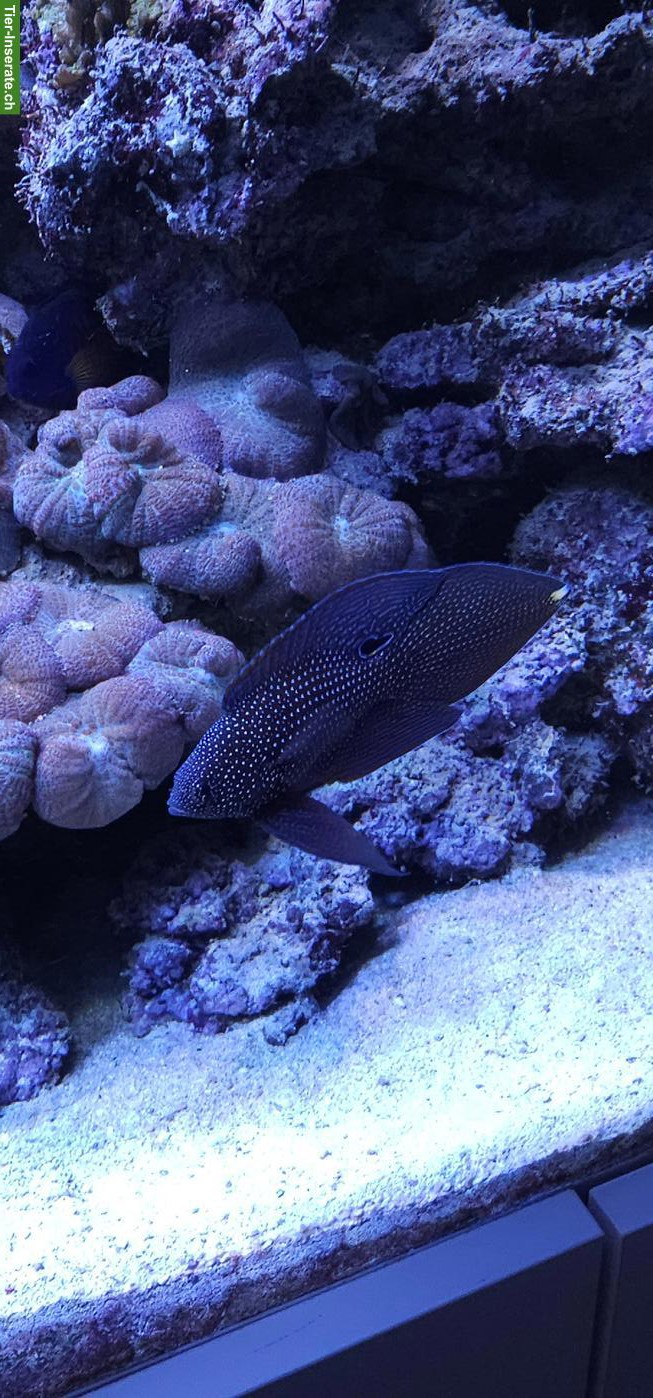Bild 3: Fische, Korallen & Lebendgestein - Meeresaquarium-Auflösung