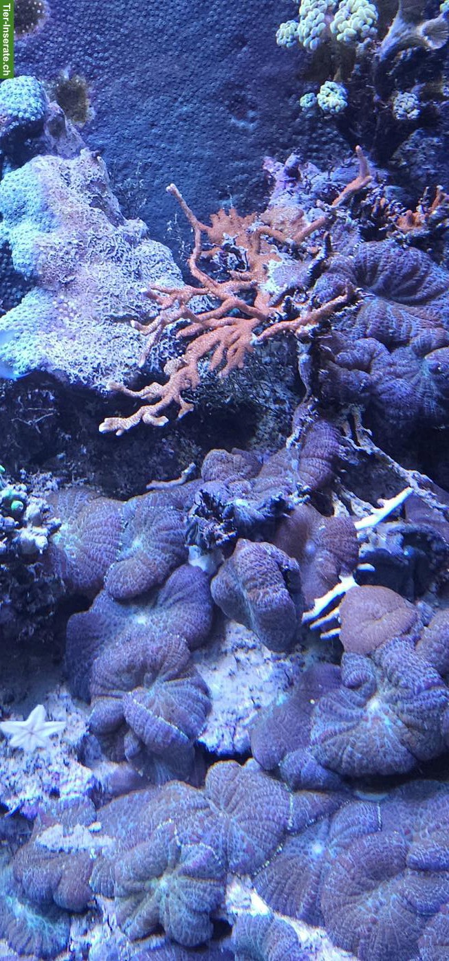 Bild 4: Fische, Korallen & Lebendgestein - Meeresaquarium-Auflösung
