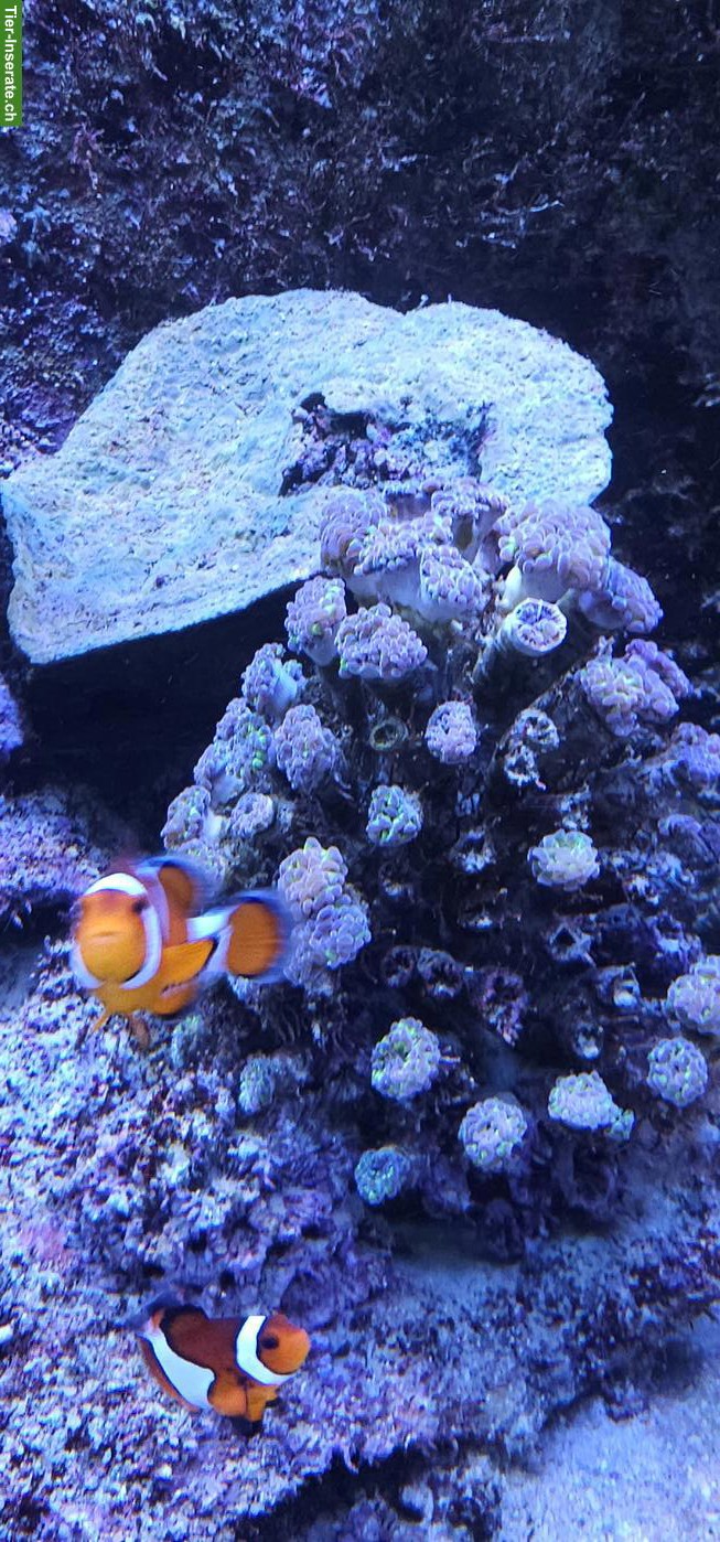 Bild 5: Fische, Korallen & Lebendgestein - Meeresaquarium-Auflösung
