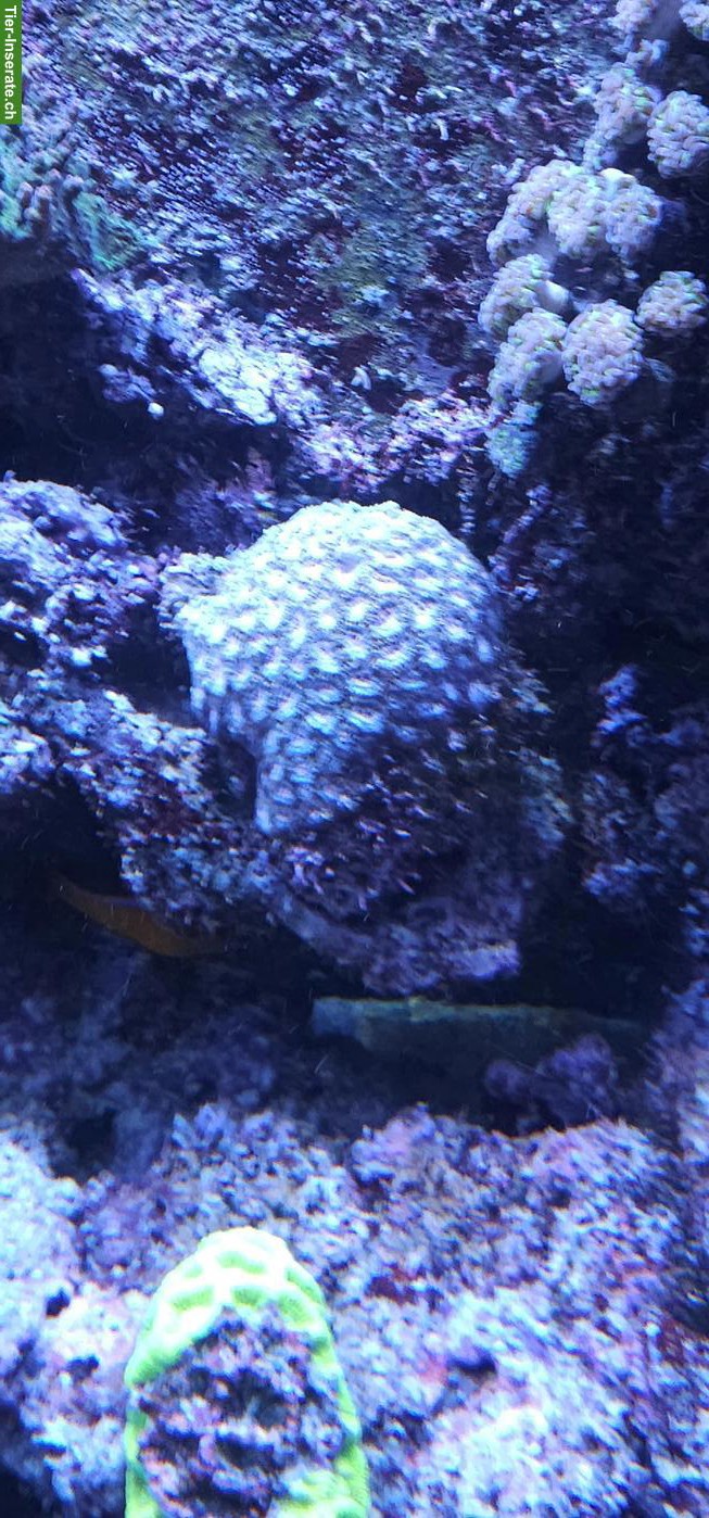 Bild 6: Fische, Korallen & Lebendgestein - Meeresaquarium-Auflösung