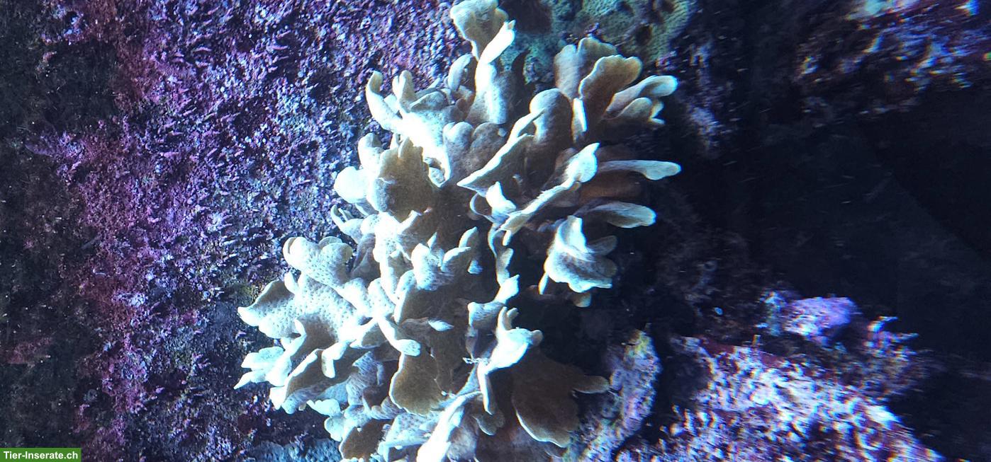 Bild 7: Fische, Korallen & Lebendgestein - Meeresaquarium-Auflösung