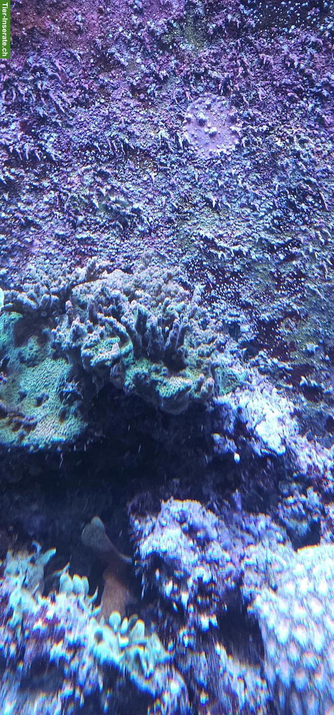 Bild 8: Fische, Korallen & Lebendgestein - Meeresaquarium-Auflösung