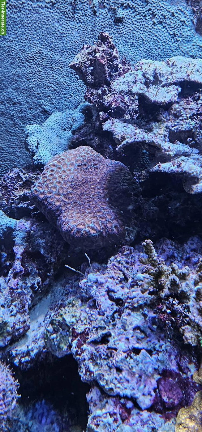 Bild 9: Fische, Korallen & Lebendgestein - Meeresaquarium-Auflösung