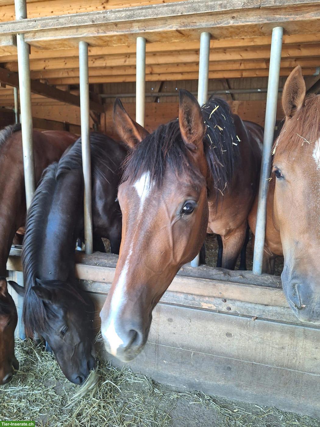 Schweizer Warmblut Jungpferd zum selber ausbilden