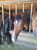 Schweizer Warmblut Jungpferd zum selber ausbilden
