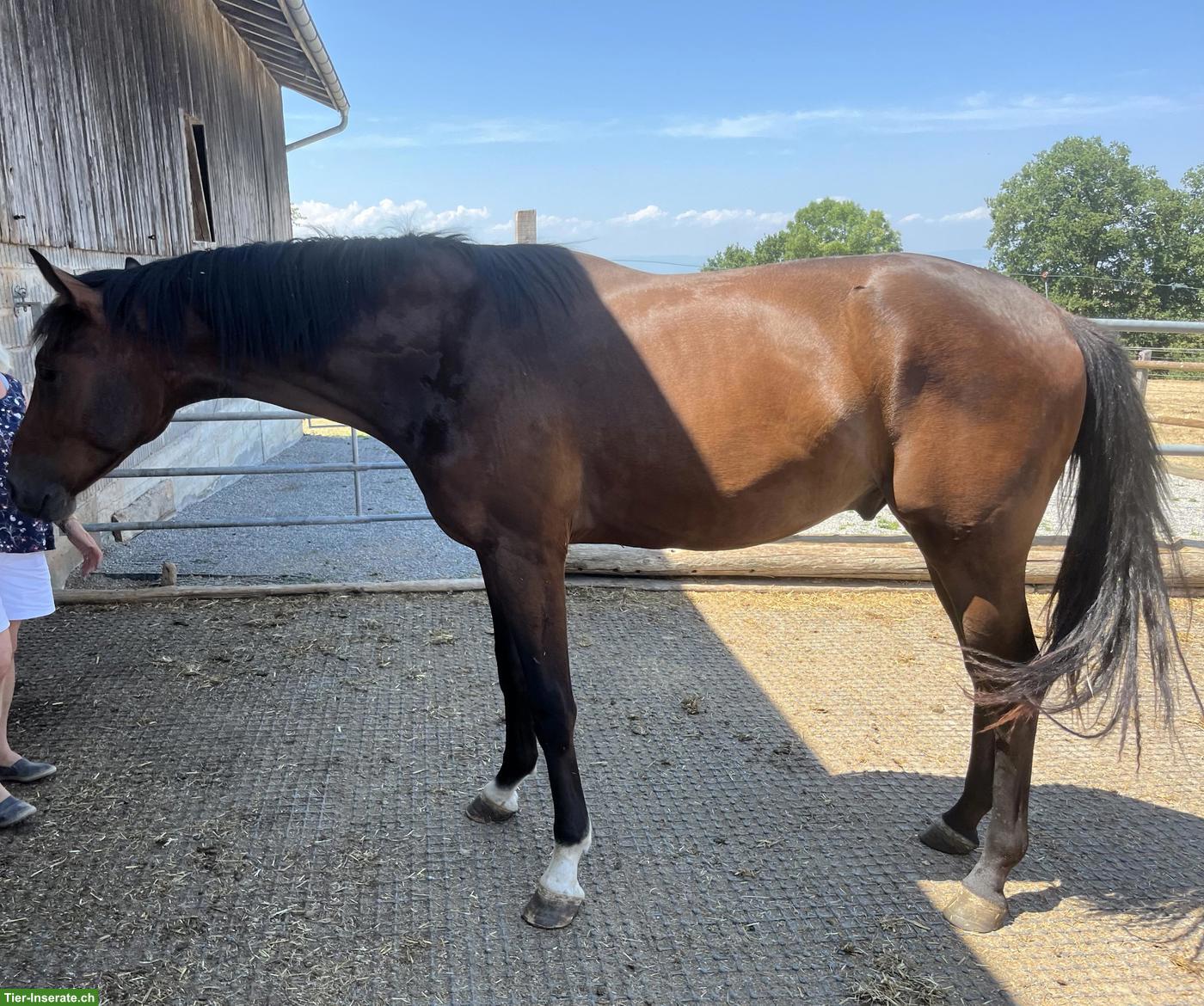 Bild 2: Schweizer Warmblut Jungpferd zum selber ausbilden