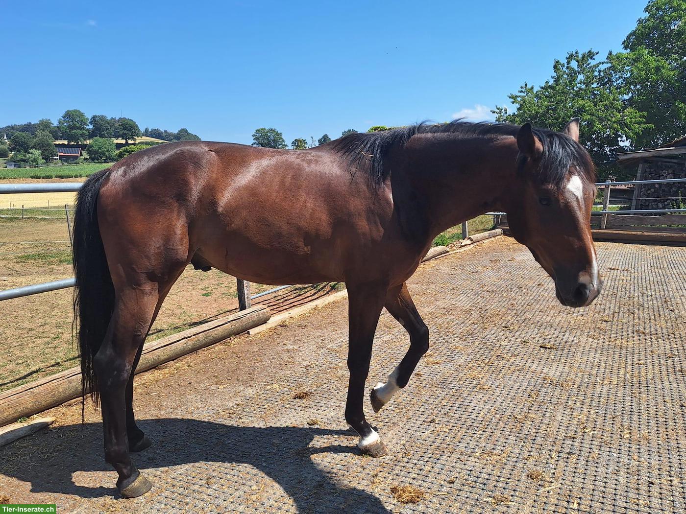 Bild 3: Schweizer Warmblut Jungpferd zum selber ausbilden