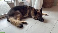 Deutsche Schäferhündin sucht neues Zuhause