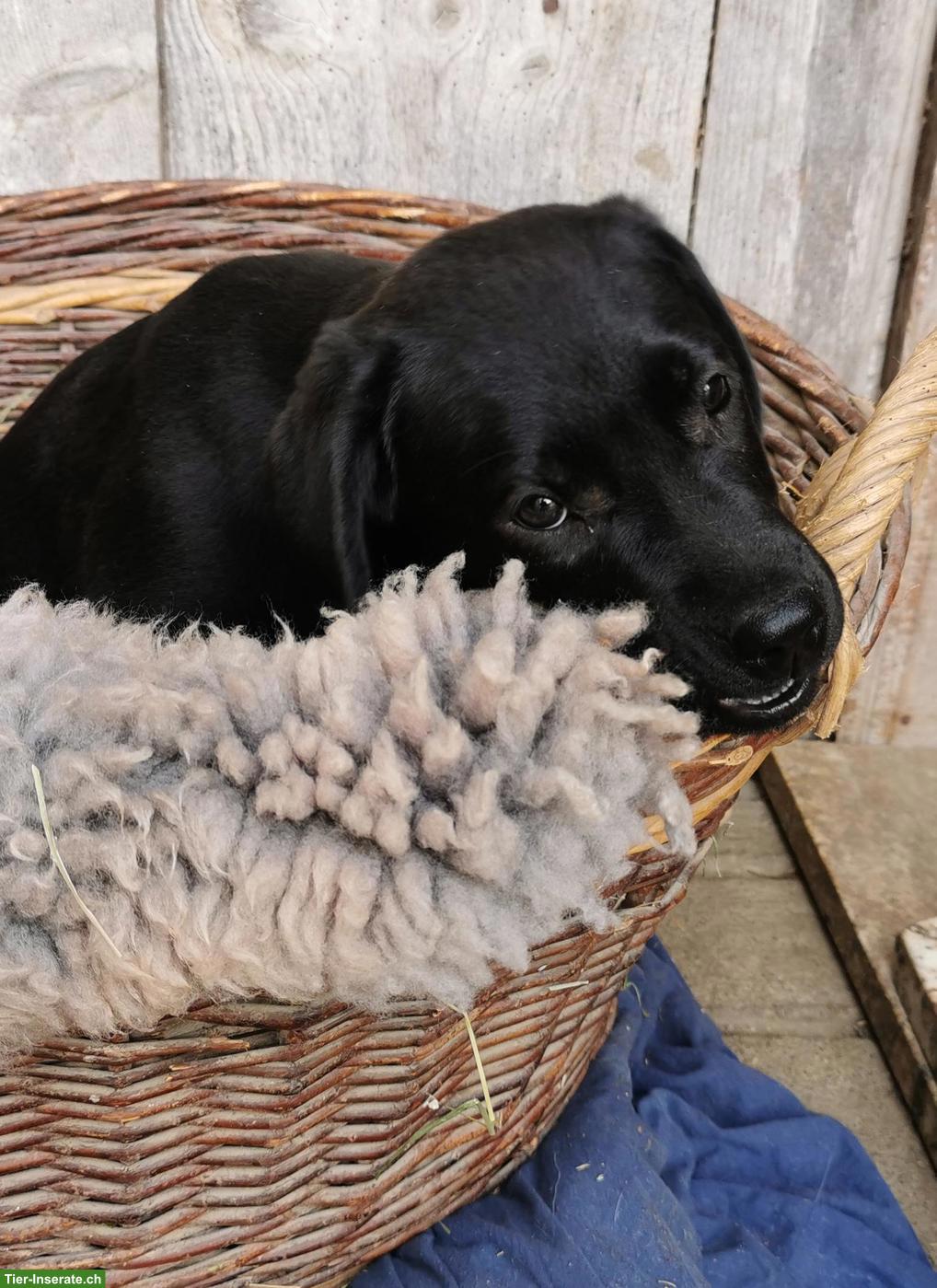 Schwarzer Labrador Welpe (weiblich) zu verkaufen